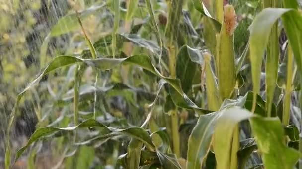 Detalhe do campo de milho na chuva — Vídeo de Stock