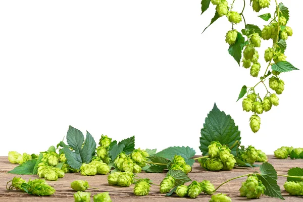 Vereinzelte Hopfen auf weißem Hintergrund, — Stockfoto