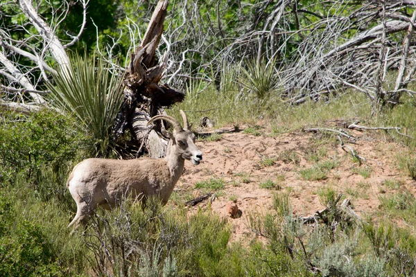 Bighorn ovelhas em Zion National Park, Utah — Fotografia de Stock