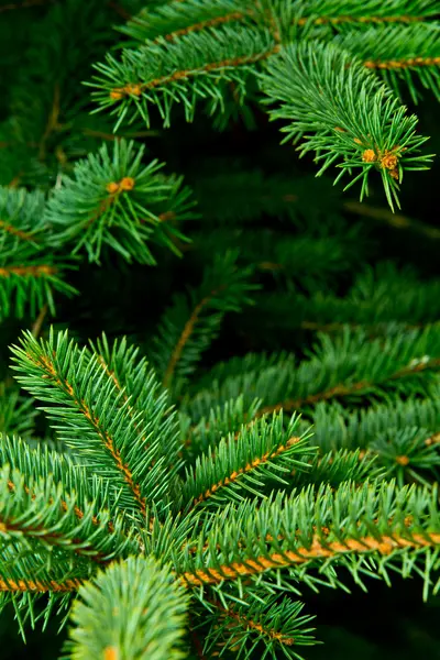 Detail Of Spruce — Stock Photo, Image