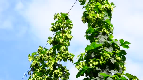 Hop tuin — Stockvideo