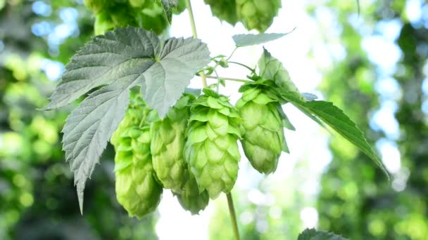 Detail der Hopfenzapfen im Hopfengarten — Stockvideo