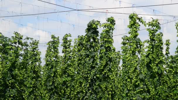 Jardín de lúpulo befor la cosecha en la brisa — Vídeo de stock