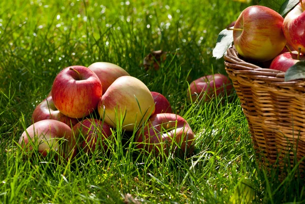 Apples — Stock Photo, Image