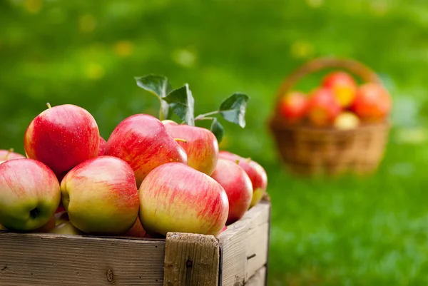 Manzanas — Foto de Stock