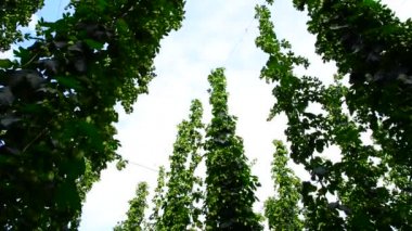 hop hop bahçedeki koniler detay