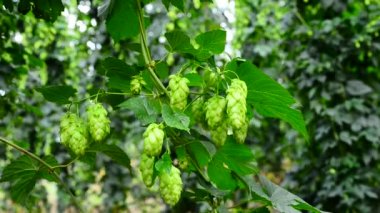 Hop Bahçe