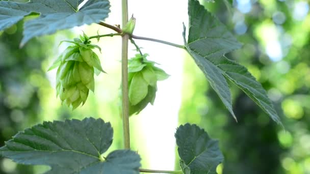 Detail van hopbellen in de hop-tuin — Stockvideo