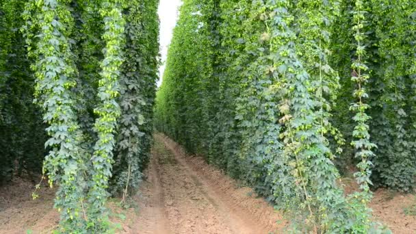 Jardín de lúpulo befor la cosecha en la brisa — Vídeos de Stock