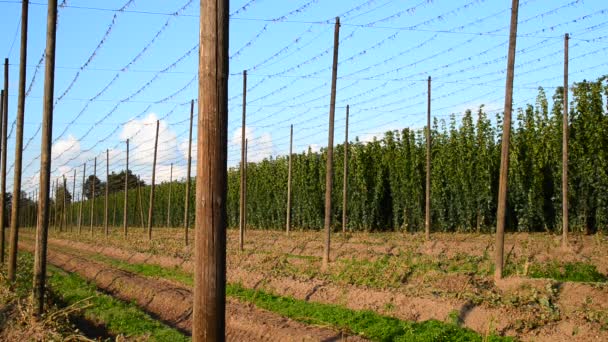 Hopfengarten während der Ernte — Stockvideo