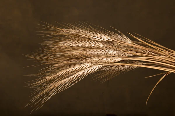 小麦的芽层 — 图库照片