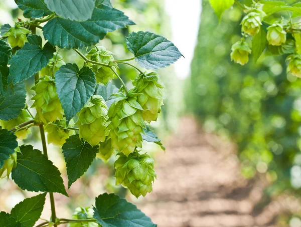 Hop cones — Stock Photo, Image