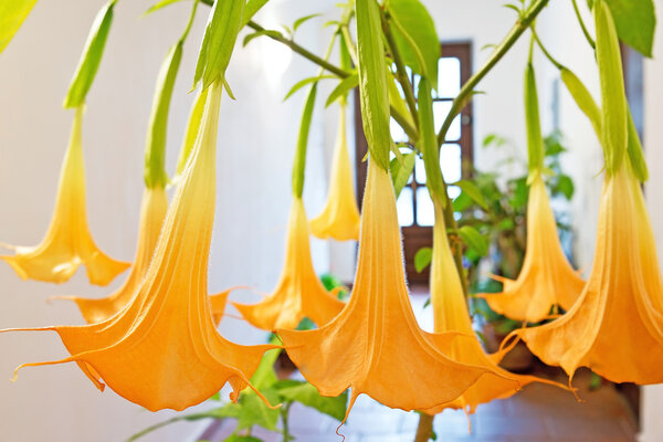 Цветущие цветы - datura
