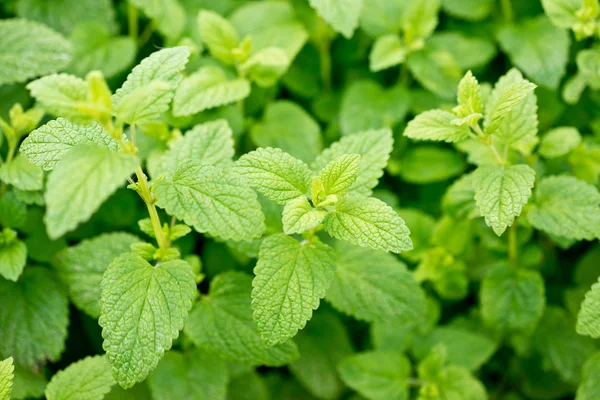 Lemon balm — Stock Photo, Image