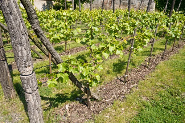 Vineyard — Stock Photo, Image