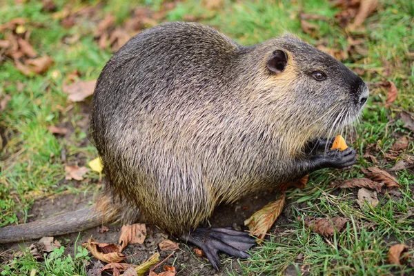 Nutria — Stock Fotó