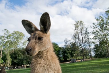 Kanguru hayvanat bahçesinde duran