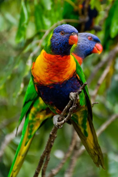 Ουράνιο τόξο Lorikeet, Αυστραλία — Φωτογραφία Αρχείου