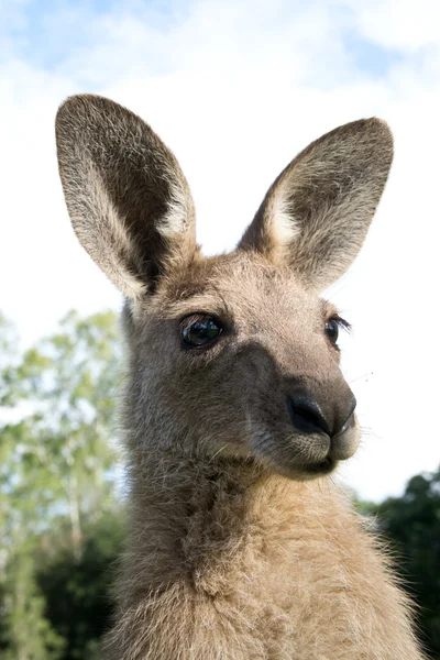 Kangaroo huvud — Stockfoto