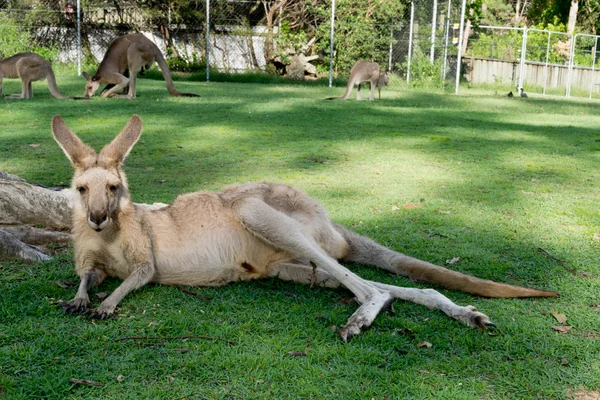 Kanguru Hayvanat Bahçesi, Avustralya — Stok fotoğraf