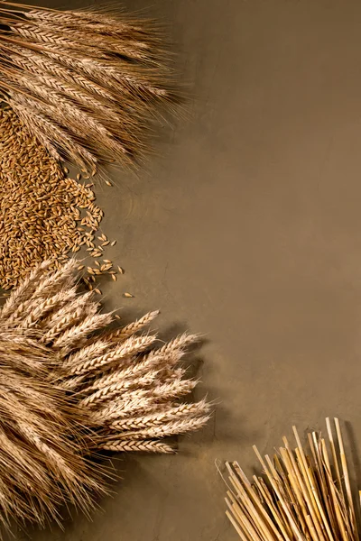 Wheat and barley — Stock Photo, Image