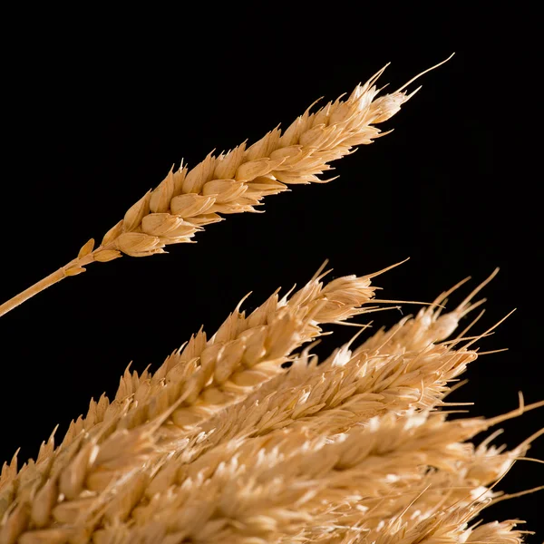 Wheat winter — Zdjęcie stockowe