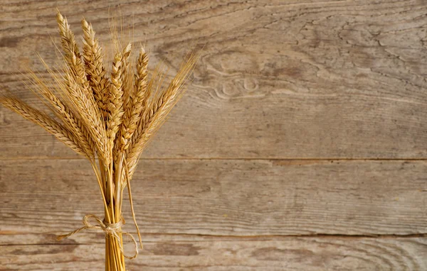 Barley and wheat — Stock Photo, Image