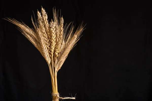 wheat and barley