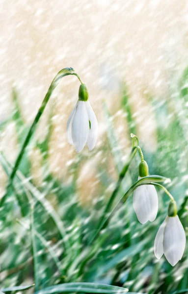Snowdrops in the snowfall — Stock Photo, Image