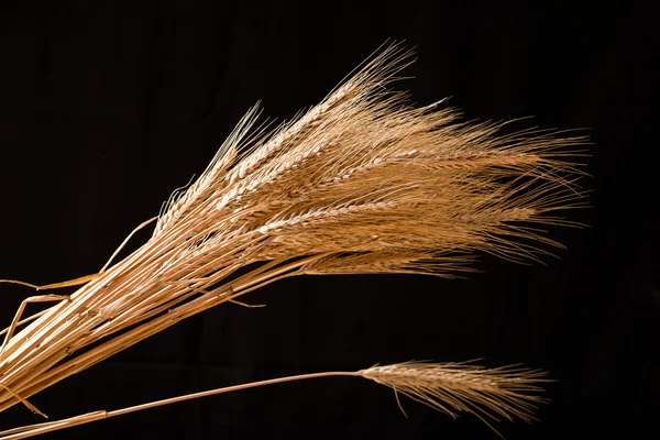 Barley — Stock Photo, Image