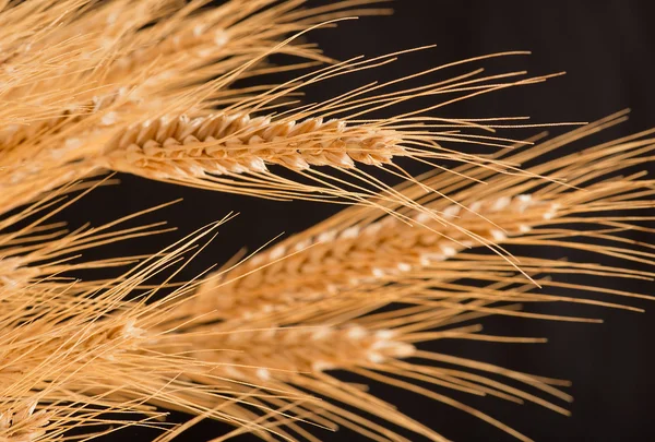 Barley — Stock Photo, Image