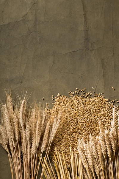 Hvete og bygg – stockfoto