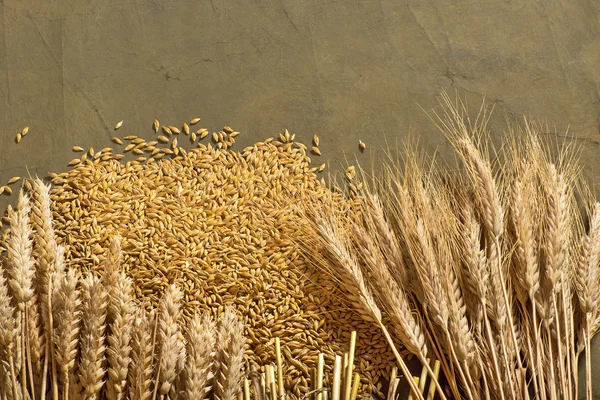 Wheat and barley — Stock Photo, Image