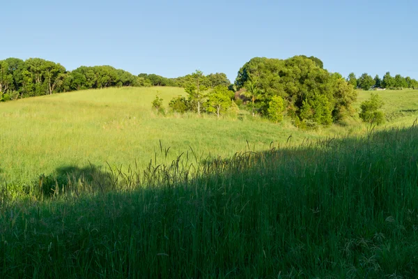 Australische Hinterlandwiese — Stockfoto