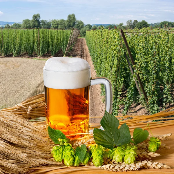 Verre de bière et houblon — Photo