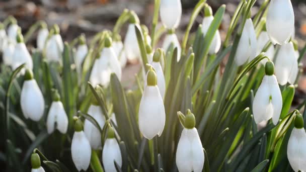 Bed of snowdrops — Stock Video