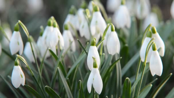 Sneeuwklokjes in de tuin — Stockvideo