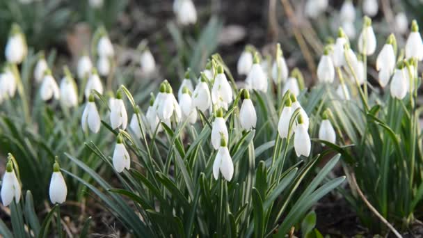 Bed of snowdrops — Stock Video