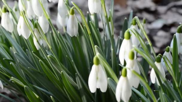 Bed of snowdrops — Stock Video