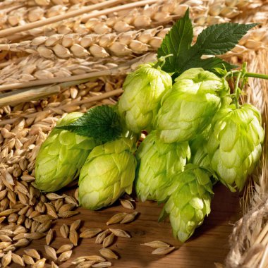 Hop koniler ve arpa