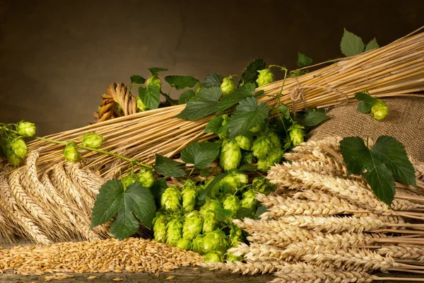 Chmelové hlávky ječmene a pšenice — Stock fotografie
