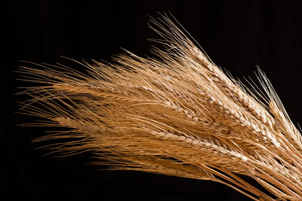 Barley — Stock Photo, Image