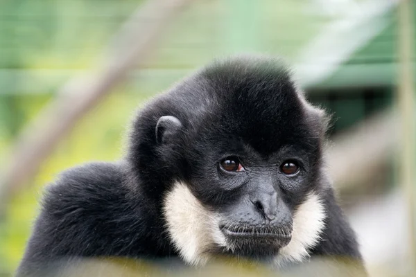 Üzgün gibbon — Stok fotoğraf