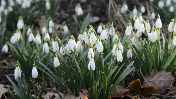 Cama de snowdrops — Vídeo de Stock