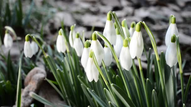 Bed of snowdrops — Stock Video
