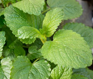 Limon merhemi