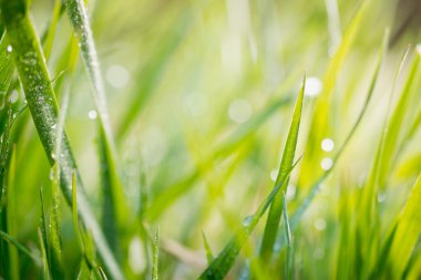 yeşil arka plan, ayrıntı çimen