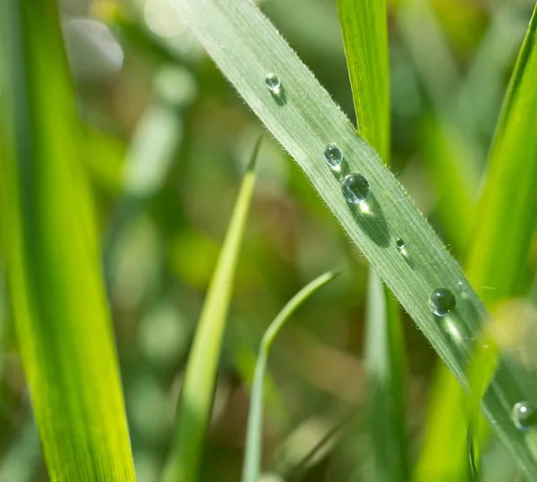 Detail von Gras mit Wassertropfen — Stockfoto
