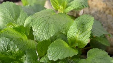 Bahçede limon merhemi
