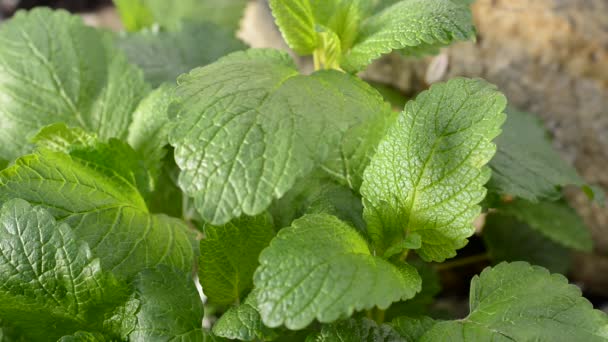 Bálsamo de limón en el jardín — Vídeo de stock